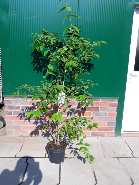 Tausendblütenstrauch, Bienenbaum, Euodia hupehensis (Höhe: 160-170 cm)