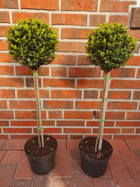 Buchsbaum-Stamm (Höhe: 75 cm) - Buxus sempervirens