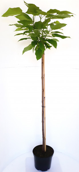 Kugel-Trompetenbaum auf Stamm (Höhe: 170-180 cm / Sth. 120 cm), Catalpa bignonioides Nana