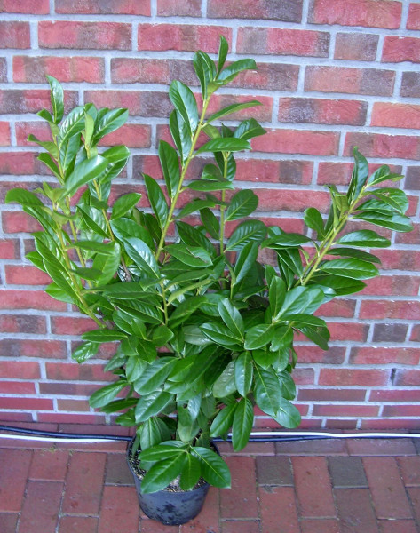 Kirschlorbeer (Höhe: 80-100 cm - Topfvolumen: 3 Liter) - Prunus laurocerasus Novita
