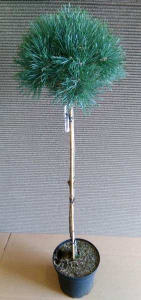 Pinus sylvestris Watereri - Stämmchen, (Höhe: 100-110 cm) Kiefer, Silberkiefer