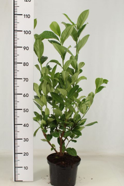 Kirschlorbeer (Höhe: 100-120 cm / Topfvolumen: 3 Liter) - Prunus laurocerasus Rotundifolia