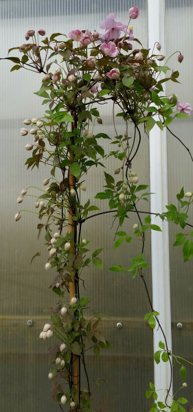 Waldrebe (Höhe: 130-160 cm) - Clematis armandii, immergrüne Duftclematis