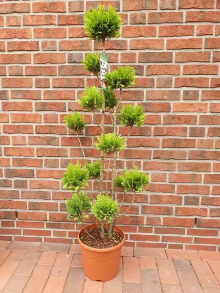 Gartenbonsai (Höhe: 120-130 cm), Chamaecyparis lawsoniana Stardust