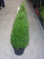 Buchsbaum - Kegel (Höhe: 80-90 cm), Buxus sempervirens