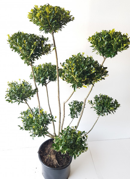 Gartenbonsai / PonPon (Höhe: 150-160 cm) - Ilex crenata 'Glorie Gem'