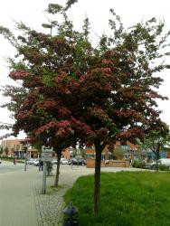 Rotdorn - Crataegus laev. Paul's Scarlet auf Stamm (Höhe: 180-190 cm)