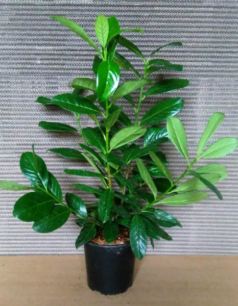 Kirschlorbeer (Höhe: 60-70 cm - Topfvolumen: 3 Liter) - Prunus laurocerasus Novita