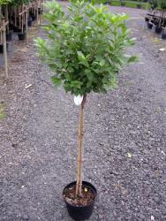 Kugelkirsche-Stämmchen - Prunus fruticosa Globosa