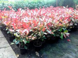 Glanzmispel - Photinia fraseri Red Robin (Höhe: 60-80 cm)
