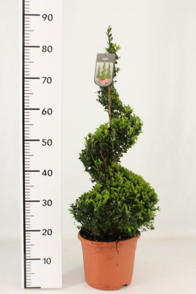 Buchsbaum - Spirale, Buxus sempervirens, Höhe: 90-100 cm