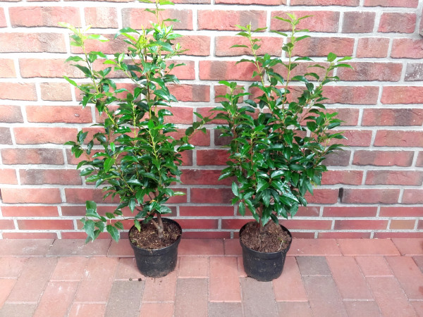 Lorbeerkirsche (Höhe: 70-80 cm / Topfvolumen: 3 Liter) - Prunus lusitanica Angustifolia