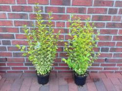 Goldliguster (Höhe: 60-70 cm ab der Topfoberkante), Ligustrum ovalifolium Aureum