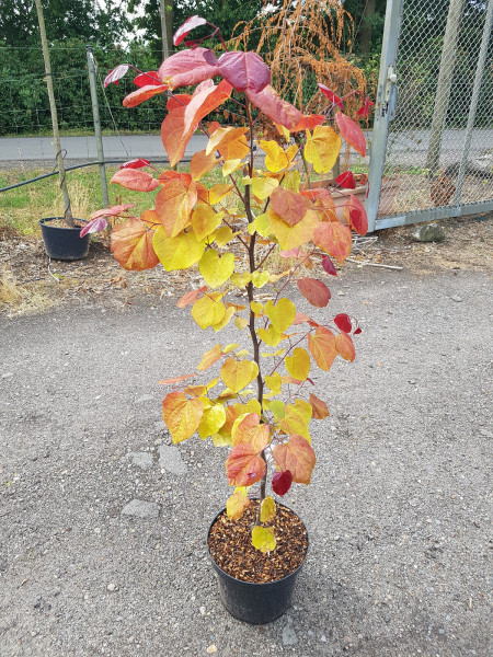 Kanadischer Judasbaum, Cercis canadensis 'Eternal Flame' ® (130-140 cm)