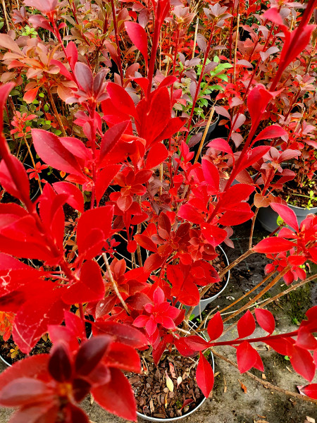 Prachtglocke (Höhe: 90-100 cm), Enkianthus campanulatus