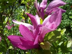 Magnolia lilliflora Susan (Höhe: 140-150 cm), rote Tulpen-Magnolie