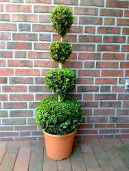 Buchsbaum - 4er Kugel, Buxus sempervirens