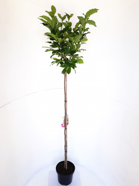 Magnolia lilliflora Susan (Höhe: 160-170 cm), rote Tulpen-Magnolie auf Stamm
