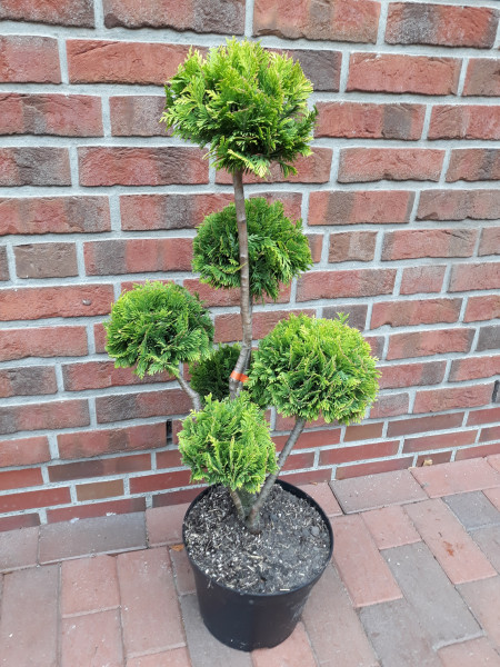 Gartenbonsai, Bonsai, Chamaecyparis Stardust, Formpflanze (Höhe: 100-110 cm)