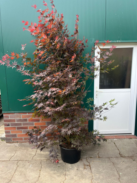 Japanischer Fächerahorn, Acer palmatum Atropurpureum (Höhe: 250 cm)