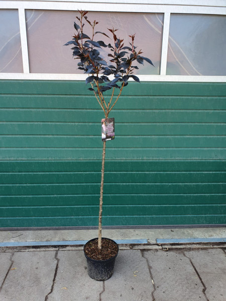 Japanische Nelkenkirsche (Höhe: 180-190 cm) - Prunus serrulata Royal Burgundy auf Stamm