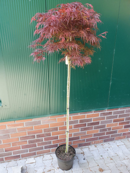 Dunkelroter Schlitz-Ahorn (Höhe: 220 cm) - Acer palmatum Dissectum Garnet
