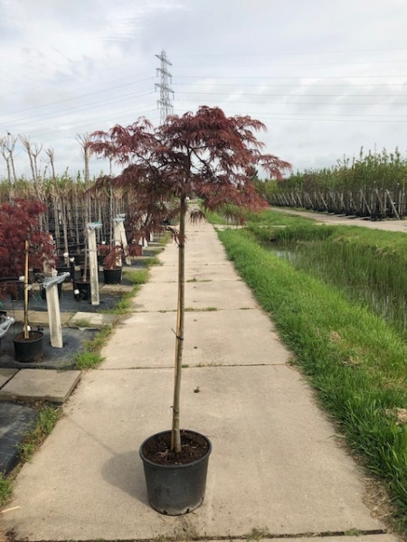 Dunkelroter Schlitz-Ahorn (Höhe: 160-170 cm) - Acer palmatum Dissectum Garnet