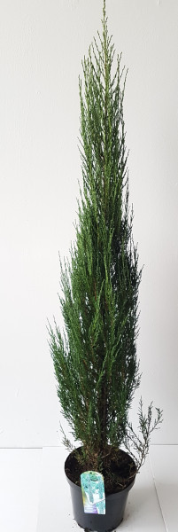 Blauer Raketenwacholder (Höhe: 170-180 cm), Juniperus scopulorum Blue Arrow