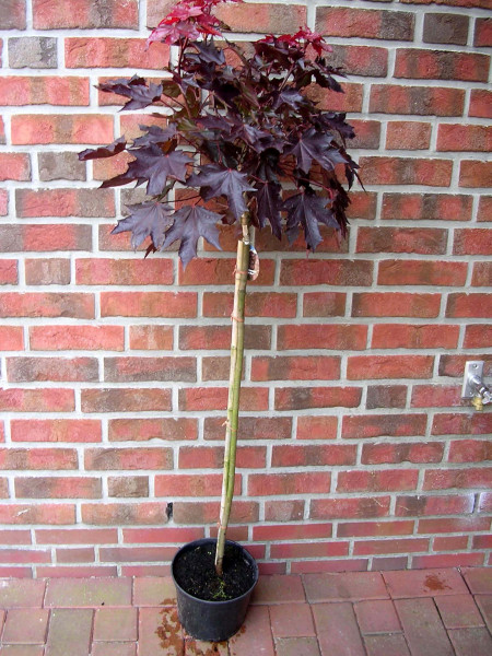 Blutahorn, Acer Crimson Sentry, Ahorn, Stämmchen, Höhe: 250 cm (Stammhöhe: 180 cm)