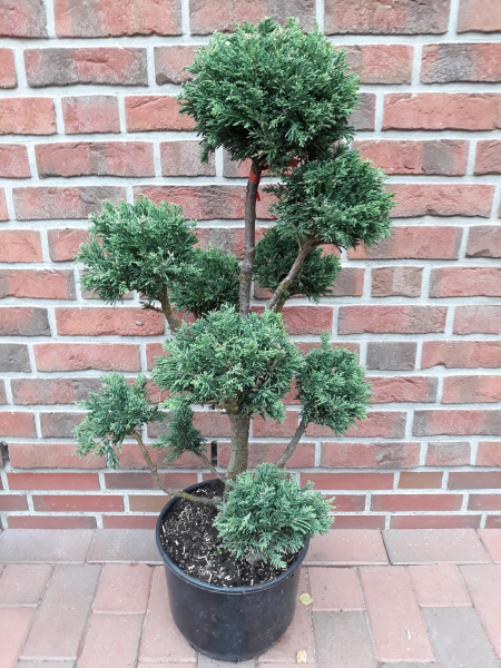 Chamaecyparis obtusa 'Drath' (Höhe: 140-150 cm), Gartenbonsai, Formpflanze