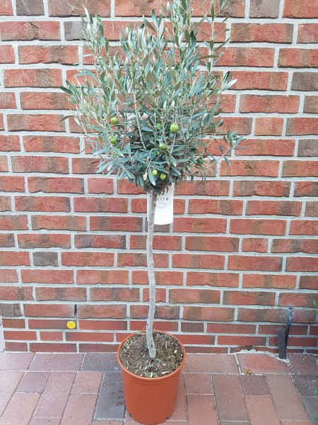 Olivenbaum - Olea europeae auf Stamm (Höhe: 140-150 cm)