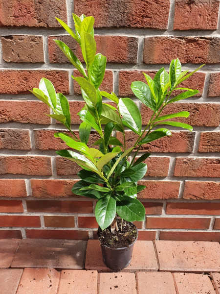 Kirschlorbeer Novita (Höhe: 60-80 cm - Topfvolumen: 1,3 Liter) - Prunus laurocerasus Novita