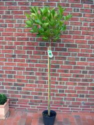 Platanus acerifolia Alphens Globe - Stamm (Höhe: 170-180 cm), Kugelplantane
