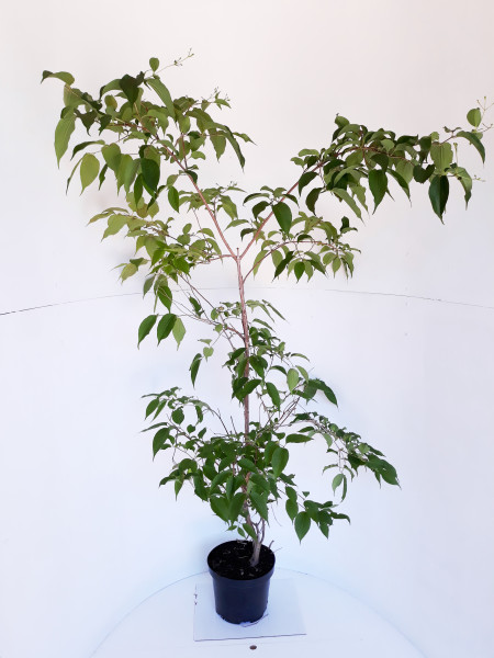 Sieben-Söhne-des-Himmels-Strauch, Heptacodium miconioides (Höhe: 120-130 cm)