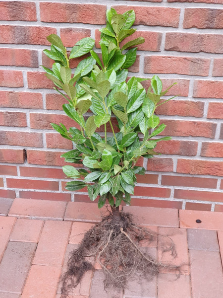 Kirschlorbeer Novita (Höhe: 60-70 cm - wurzelnackt) - Prunus laurocerasus Novita, Heckenpflanzen