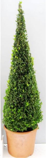 Buchsbaum - Kegel (Höhe: 120-130 cm), Buxus sempervirens
