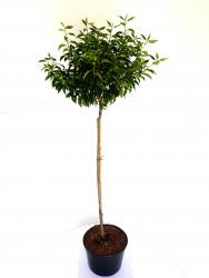 Lorbeerkirsche, Prunus lusitanica, Stämmchen, Höhe: 120-130 cm