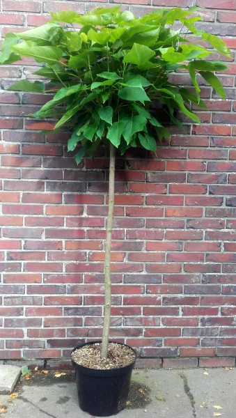 Kugel-Trompetenbaum auf Stamm (Höhe: 180-190 cm / Sth. 120 cm), Catalpa bignonioides Nana