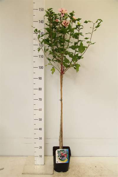 Hibiscus syriacus Hamabo-Stamm, Garteneibisch, Höhe: 120-130 cm + Dünger