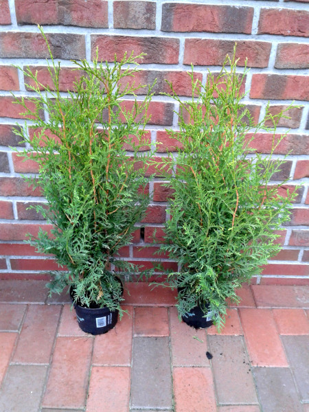 Thuja occidentalis Brabant (Höhe: 50-60 cm), Lebensbaum