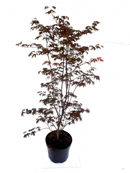 Japanischer Fächerahorn, Acer palmatum 'Skeeters Broom' (Höhe: 130-140 cm)
