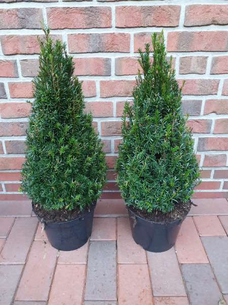 Heimische Eibe - Kegel (Höhe: 80-90 cm), Taxus baccata