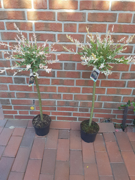 Harlekinweide, Salix integra 'Hakuro Nishiki' (Höhe: 100-110 cm)
