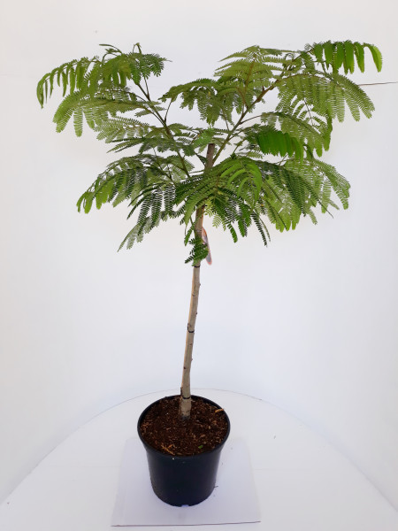 Albizia julibrissin Ombrella, Seidenbaum, Schlafbaum, Seidenakazie, Höhe: 80-90 cm