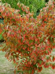 Zaubernuss, Hamamelis intermedia