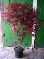 Japanischer Fächerahorn, Acer palmatum Atropurpureum (Höhe: 120-130 cm)