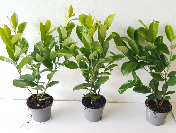 Kirschlorbeer Novita (Höhe: 40-50 cm - Topfvolumen: 1,3 Liter), Prunus laurocerasus Novita