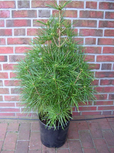 Schirmtanne (Höhe: 70-80 cm), Sciadopitys verticillata