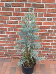 Mammutbaum (Höhe: 90-100 cm), Sequoiadendron giganteum Glaucum, immergrün