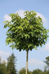 Amberbaum (Höhe: 170-180 cm), Liquidambar styraciflua Gumball